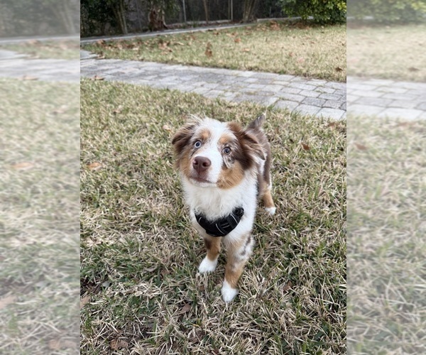 Medium Photo #3 Miniature Australian Shepherd Puppy For Sale in JACKSONVILLE, FL, USA