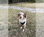 Small #2 Miniature Australian Shepherd