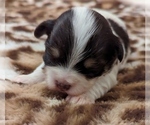 Small #3 Havanese