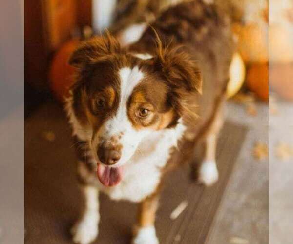 Medium Photo #5 Australian Shepherd Puppy For Sale in VANCOUVER, WA, USA