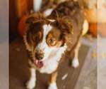 Small Photo #5 Australian Shepherd Puppy For Sale in VANCOUVER, WA, USA