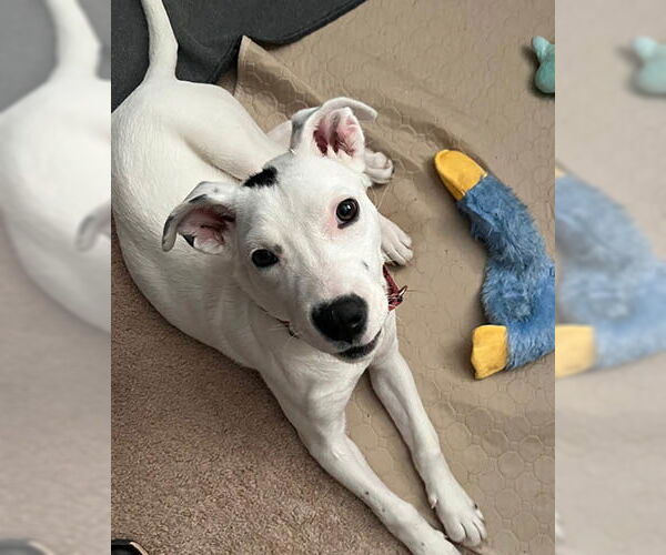 Medium Photo #2 Mutt Puppy For Sale in Lake Wylie, SC, USA