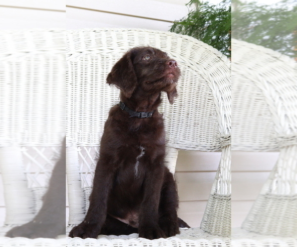 Medium Photo #3 Labradoodle Puppy For Sale in ROARING SPRING, PA, USA