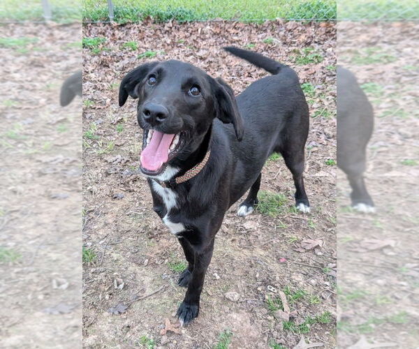 Medium Photo #6 Colonial Cocker Spaniel-Unknown Mix Puppy For Sale in Boston, MA, USA