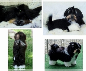 Father of the Havanese puppies born on 11/21/2022