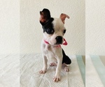Small Photo #5 Boston Terrier Puppy For Sale in SAN ANTONIO, TX, USA
