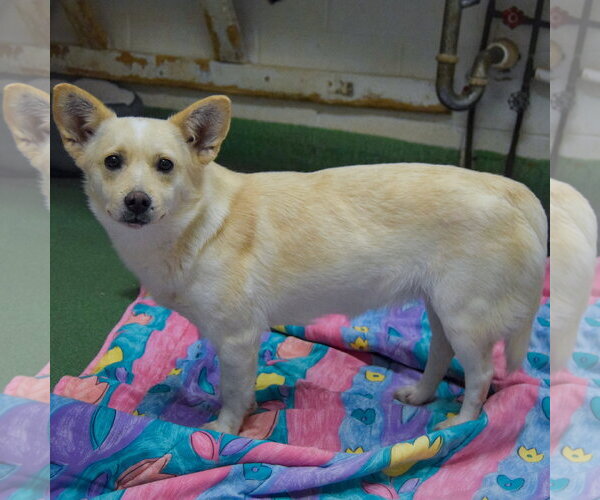 Medium Photo #2 Papillon-Unknown Mix Puppy For Sale in Huntley, IL, USA