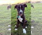 Small #3 American Pit Bull Terrier-Labrador Retriever Mix