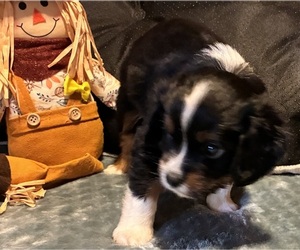 Aussalier Puppy for Sale in PICAYUNE, Mississippi USA