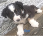Small Photo #13 Australian Shepherd Puppy For Sale in ARBA, IN, USA
