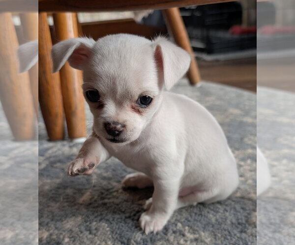 Medium Photo #3 Malchi Puppy For Sale in Des Moines, IA, USA