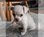 Small #2 Malchi