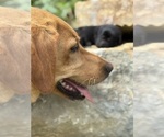 Small #10 Labrador Retriever