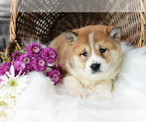 Shiba Inu Puppy for Sale in NAPPANEE, Indiana USA