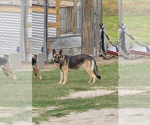 Medium Photo #1 German Shepherd Dog Puppy For Sale in TARBORO, NC, USA