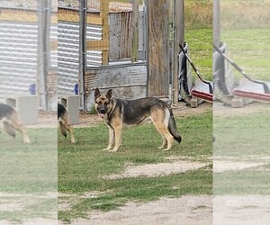 Father of the German Shepherd Dog puppies born on 07/29/2026