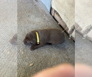 Medium Labrador Retriever