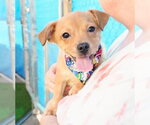 Small #1 Chihuahua Mix