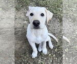 Small #1 Labrador Retriever Mix