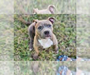 American Bully Puppy for sale in KEY WEST, FL, USA