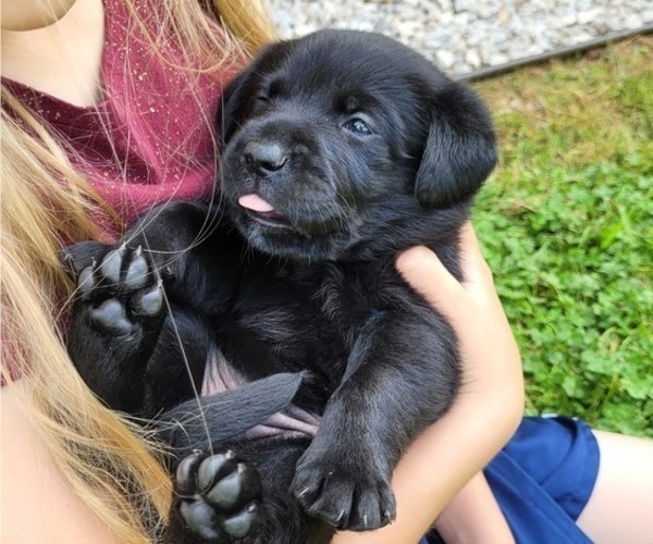 Medium Photo #1 Labrador Retriever Puppy For Sale in TRAVELERS REST, SC, USA