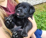 Small Photo #1 Labrador Retriever Puppy For Sale in TRAVELERS REST, SC, USA