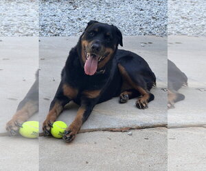 Juno - Female Rottweiler Dog for Adoption - Photo #2