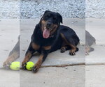 Small Photo #2 Rottweiler Puppy For Sale in York, SC, USA