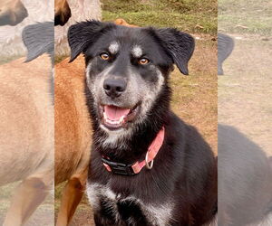 Aussiedor Dogs for adoption in Newport Beach, CA, USA