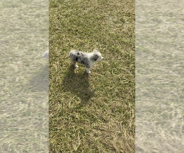 Medium Photo #2 Miniature Australian Shepherd Puppy For Sale in SUMNER, WA, USA