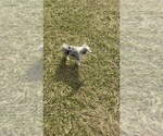 Small #1 Miniature Australian Shepherd