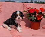 Small Photo #18 Cavalier King Charles Spaniel Puppy For Sale in GOSHEN, IN, USA