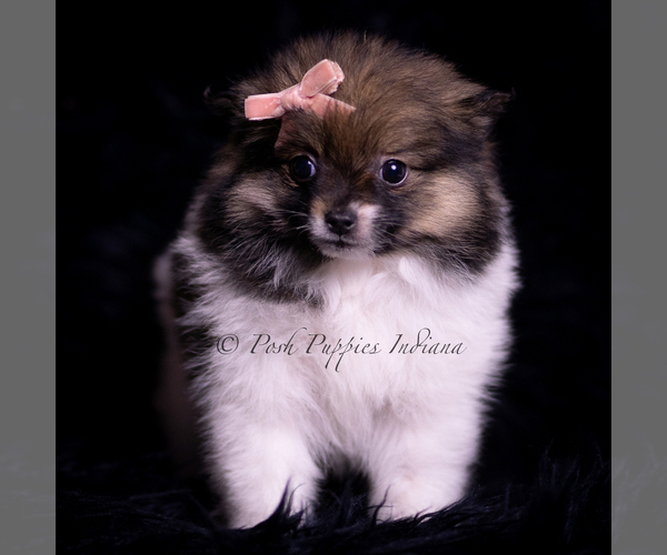 Medium Photo #80 Pomeranian Puppy For Sale in WARSAW, IN, USA