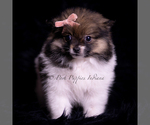 Small Photo #80 Pomeranian Puppy For Sale in WARSAW, IN, USA