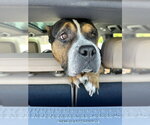 Small Photo #10 Mutt Puppy For Sale in Crete, IL, USA