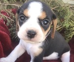 Small Photo #2 Beaglier Puppy For Sale in AIKEN, SC, USA