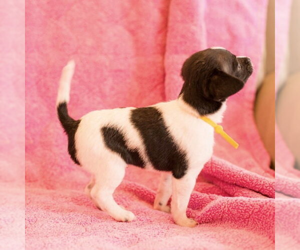 Medium Photo #2 Mutt Puppy For Sale in Spring Lake, NC, USA