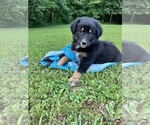 Puppy Anna Australian Shepherd