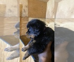 Small Photo #9 Rottweiler Puppy For Sale in RICHLAND, GA, USA