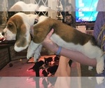 Small Photo #4 Basset Hound Puppy For Sale in BYHALIA, MS, USA