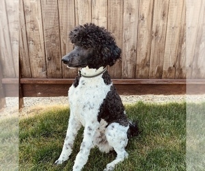 Father of the Goldendoodle puppies born on 10/06/2022