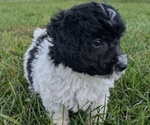 Puppy Nash Poodle (Miniature)