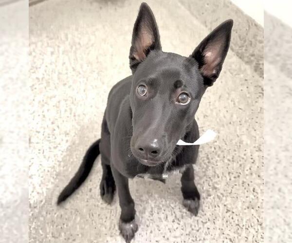 Medium Photo #3 Labrador Retriever-Unknown Mix Puppy For Sale in Houston, TX, USA