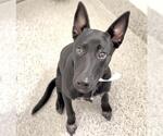 Small #2 Labrador Retriever Mix