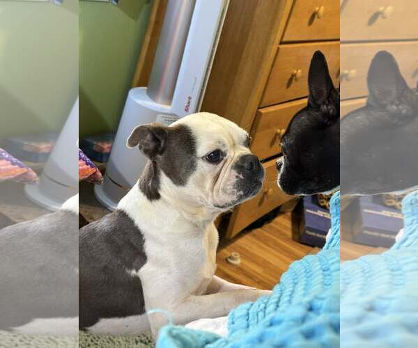 Medium Photo #3 Boston Terrier Puppy For Sale in Huntington Beach, CA, USA