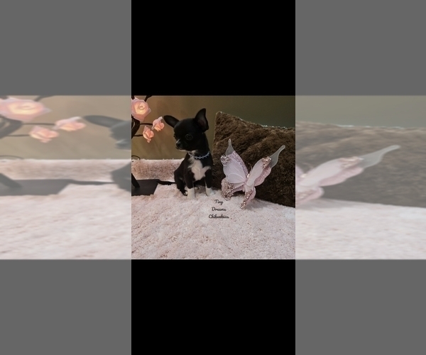 Medium Photo #4 Chihuahua Puppy For Sale in CRAFTON, PA, USA