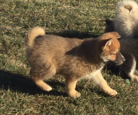 Pomsky Puppy for sale in GRISWOLD, IA, USA
