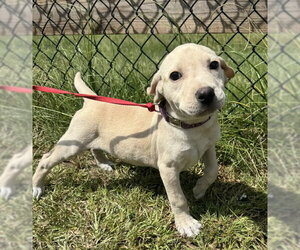 Labrador Retriever Dogs for adoption in Tarrytown, GA, USA