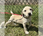 Small Labrador Retriever