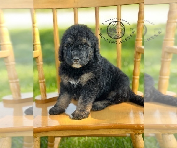 Medium Photo #1 Goldendoodle Puppy For Sale in MARYVILLE, MO, USA